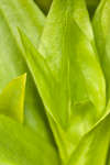 Sweet William leaves abstract