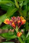 Erysimum cheiri flower buds