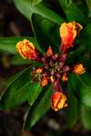 Erysimum cheiri flower buds