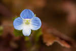 Slender Speedwell (Veronica filiformis) flower