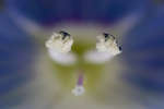 Slender Speedwell (Veronica filiformis) anthers & stigma
