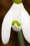 Galanthus nivalis (Common Snowdrop) flower