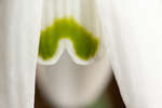 Galanthus nivalis (Common Snowdrop) flower