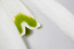 Galanthus nivalis (Common Snowdrop) flower