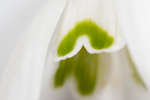 Galanthus nivalis (Common Snowdrop) flower