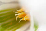 Galanthus nivalis (Common Snowdrop) flower interior