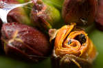 Erysimum cheiri flower buds
