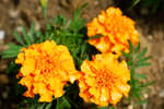 Orange French marigold (Tagetes patula) flowers