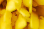 Yellow French marigold (Tagetes patula) centre