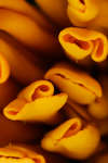Orange French marigold (Tagetes patula) flower abstract