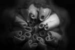 French marigold (Tagetes patula) flower bud B&W