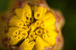 Yellow French marigold (Tagetes patula) flower bud
