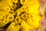 Yellow French marigold (Tagetes patula) flower bud