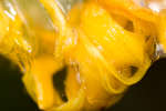 French Marigold Slime abstract