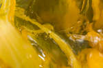 French Marigold Slime abstract