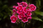 Sweet William Pink flowers