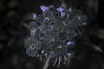 Sweet William Pink flowers [UV]