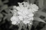 Sweet William Pink flowers [IR]