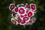 Sweet William D. barbatus flowers