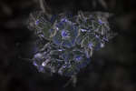Sweet William D. barbatus flowers [UV]