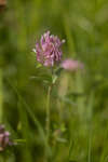 Red Clover (Trifolium pratense) flower