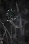 Red Clover (Trifolium pratense) flower [UV]