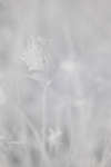 Red Clover (Trifolium pratense) flower [IR]