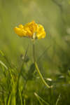 Lotus corniculatus flowers