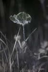 Lotus corniculatus flowers [UV]