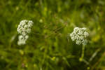 Conopodium majus (Pignut) flowers