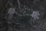 Conopodium majus (Pignut) flowers [UV]