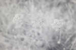 Conopodium majus (Pignut) flowers [IR]