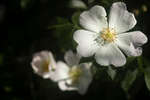 White Dog rose flower