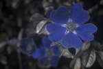 White Dog rose flower [UV]