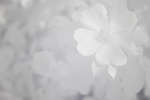 White Dog rose flower [IR]