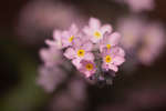 Pink Forget-me-not flowers