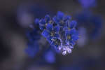Pink Forget-me-not flowers [UV]