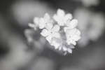 Pink Forget-me-not flowers [IR]