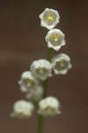 Lily-of-the-valley flowers