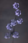 Lily-of-the-valley flowers [UV]