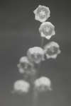 Lily-of-the-valley flowers [IR]