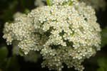 Pyracantha flower cluster