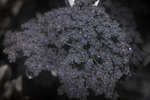 Pyracantha flower cluster [UV]