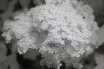 Pyracantha flower cluster [IR]
