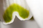 Green marking on Snowdrop flower