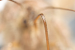 Silver Y Moth (Autographa Gamma) Proboscis