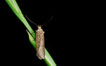 Bryotropha sp. Moth on grass