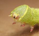 Poplar Hawk-moth (Lathoe populi)