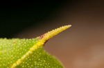 Poplar Hawk-moth (Laothoe populi) caterpillar tail horn