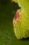 Poplar Hawk-moth (Laothoe populi) caterpillar in defensive position